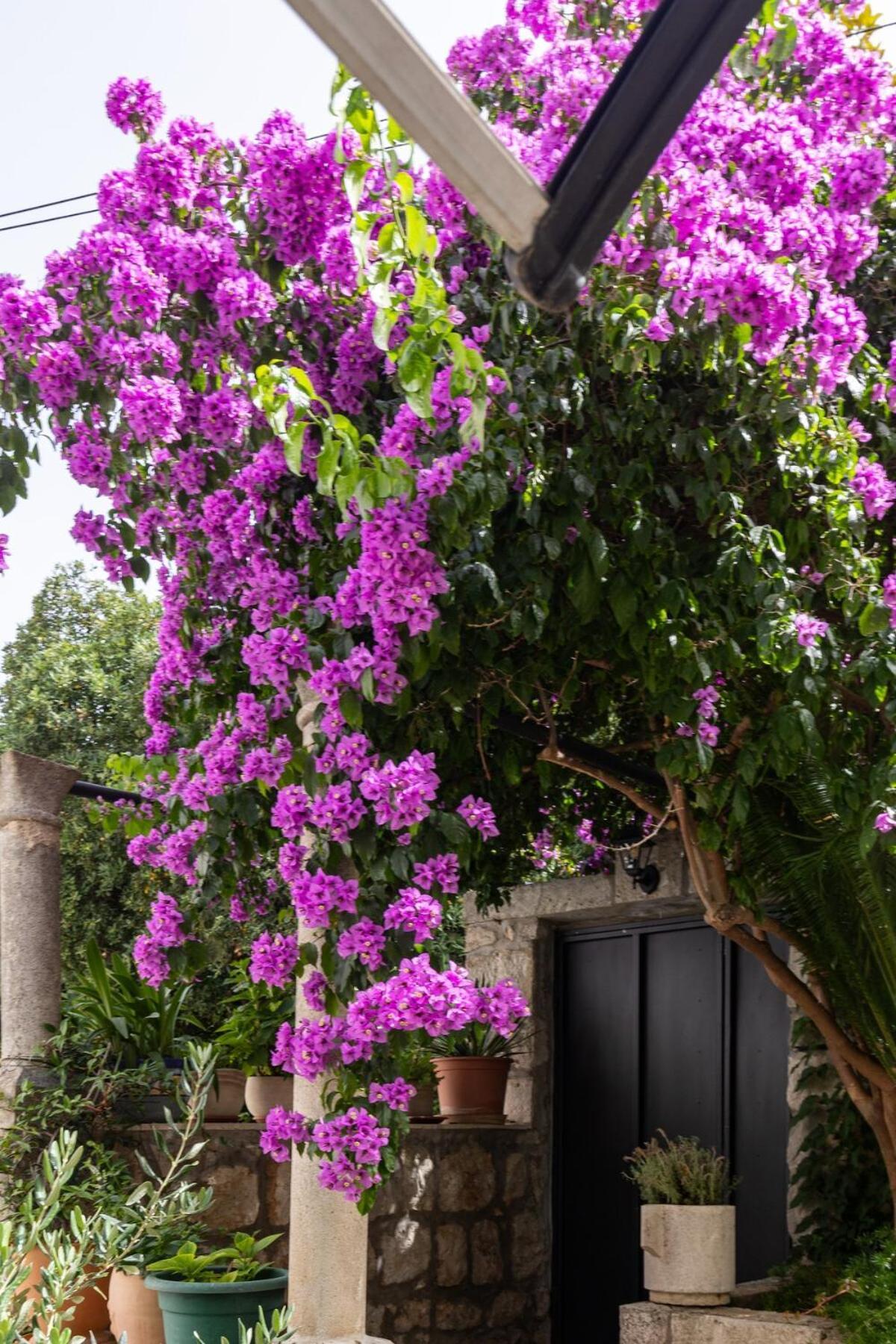 San Giorgio Appartement Dubrovnik